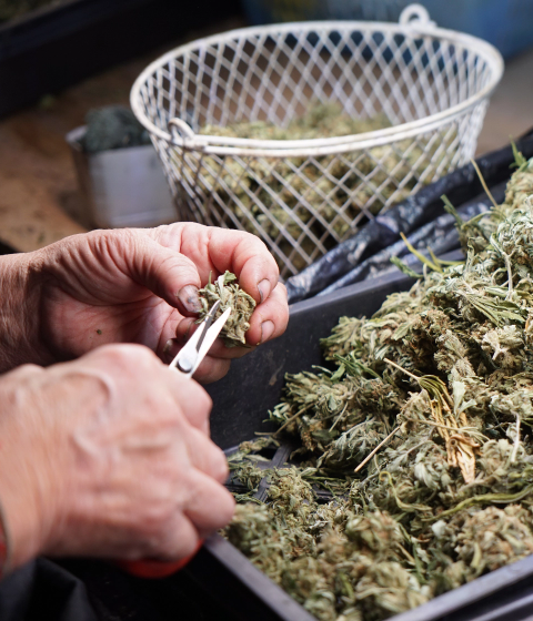 worker cutting cannabis